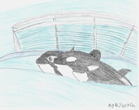 Meet the Orcas