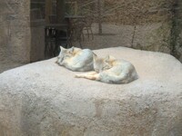 Foxes