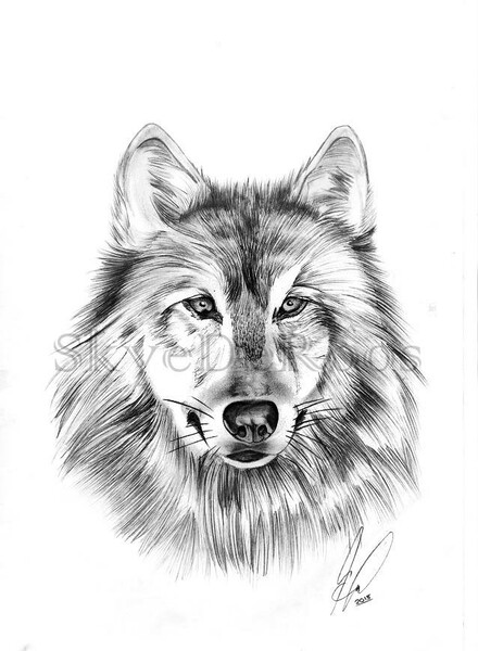pencil drawing of a wolf