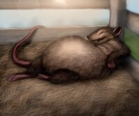 Fat and full Templeton remaster