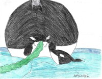 a 'Whale' of an orca