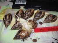 Snail group