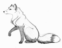 fox sketch