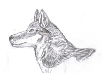 Feral wolf