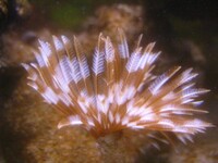 Feather Duster.
