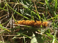 Cute little caterpillar.