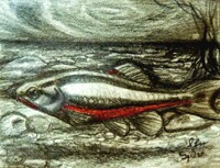 Red-bellied Dace