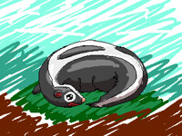 Skunk chasing its tail