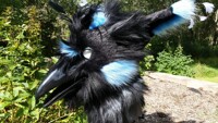 Blue/Black Gryphon head
