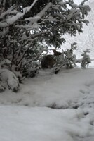 bunny in the snow