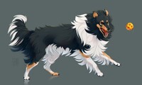 Collie