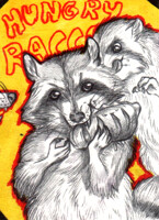 ACEO - Raccoon