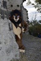Lion on the Prowl