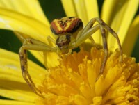 colorful spider