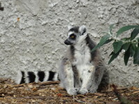 Ring-Tailed Lemur 02