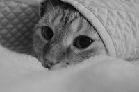 Cat taco