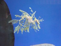 Leafy Sea Dragon