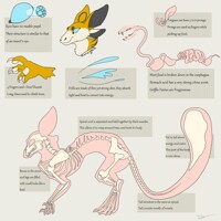 Basic Anatomy- Griffin Fairy