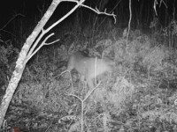 Possible Panther Picture