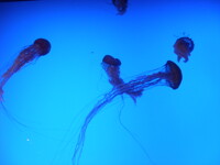 Jellyfish