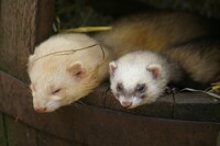 Ferrets in a Box
