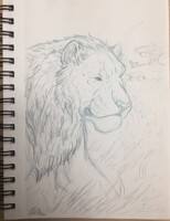 Animal of the day- the lone lion