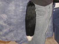 Black Canid Tail - Fox