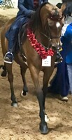 Arabian - one of the champions