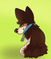 Cheeky little Corgi
