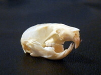 rattus norvegicus
