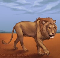 Feral Windsor Lion