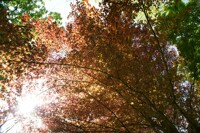 Another red tree but with bright sunlight