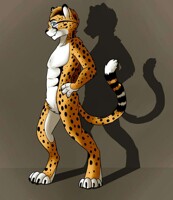Shadow Cheetah
