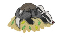 Sleeping badgers...