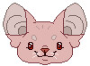 I like cats too much