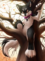 Rezumaru