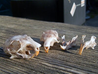 eastern gray squirrel skulls - sale