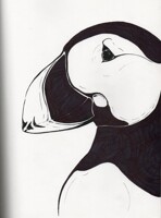 Puffin
