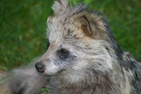 Raccon Dog