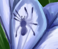 Spider in Crocus
