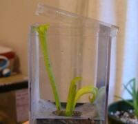 Plant spam - Sarracenia rubra