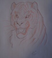 Tiger Portrait by WFA