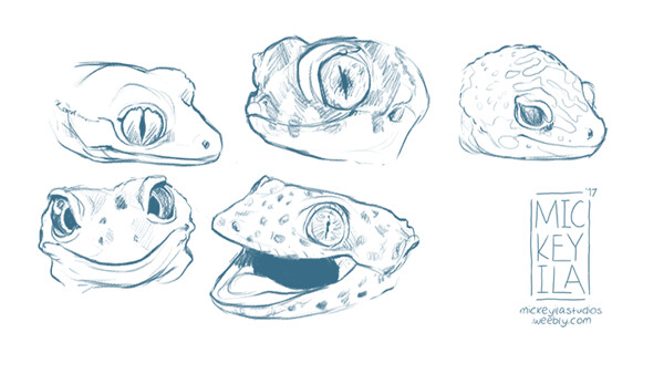 Featured image of post How To Draw A Gecko Head