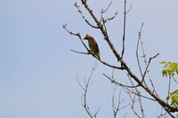 Cedar waxwing