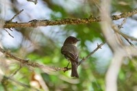 Alder flycatcher