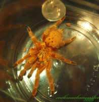 OBT Update