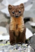 Cute lil Marten ^^