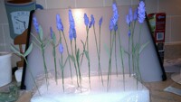 Gum paste Lavender for a wedding cake