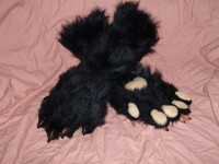 Coon paws