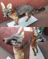 coyote taxidermy (first mount) by grihm -- Fur Affinity [dot] net